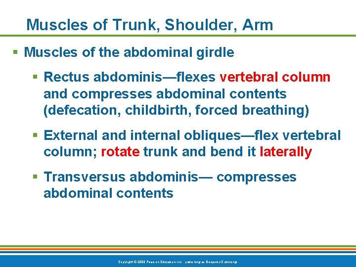 Muscles of Trunk, Shoulder, Arm § Muscles of the abdominal girdle § Rectus abdominis—flexes
