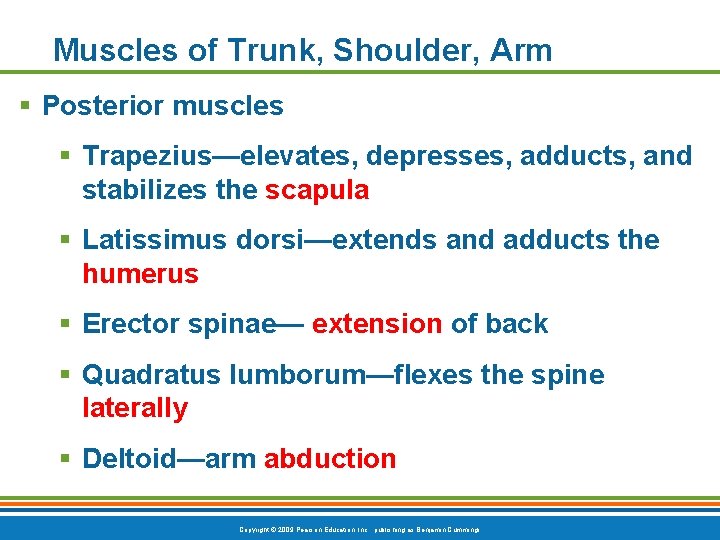 Muscles of Trunk, Shoulder, Arm § Posterior muscles § Trapezius—elevates, depresses, adducts, and stabilizes