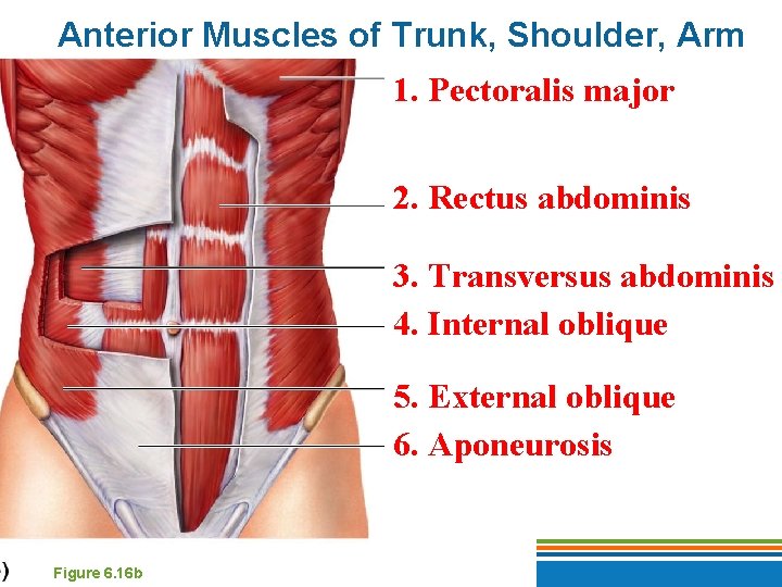 Anterior Muscles of Trunk, Shoulder, Arm 1. Pectoralis major 2. Rectus abdominis 3. Transversus