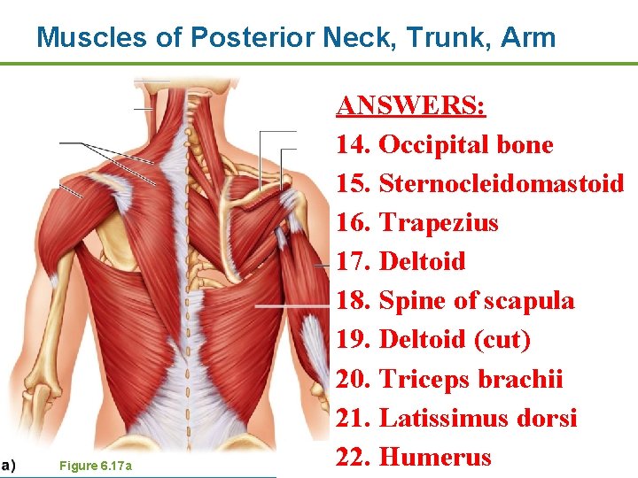 Muscles of Posterior Neck, Trunk, Arm Figure 6. 17 a ANSWERS: 14. Occipital bone