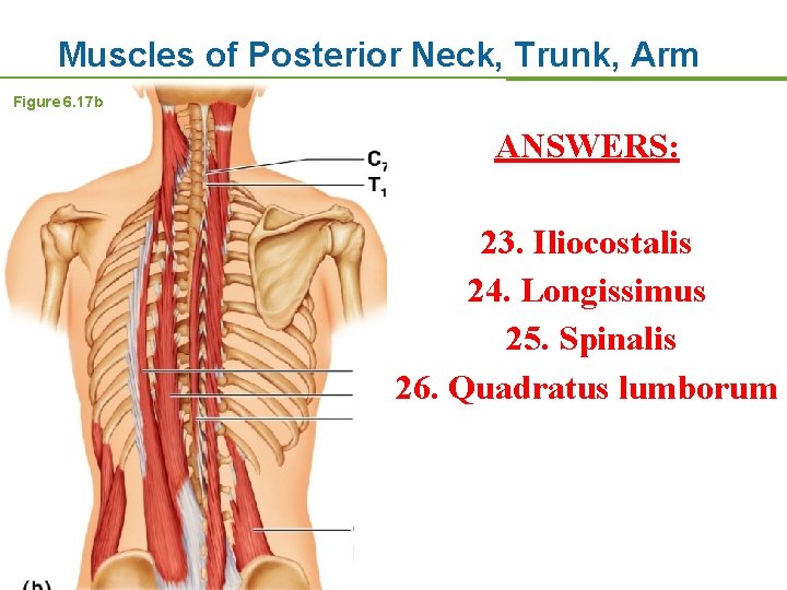 Muscles of Posterior Neck, Trunk, Arm Figure 6. 17 b ANSWERS: 23. Iliocostalis 24.