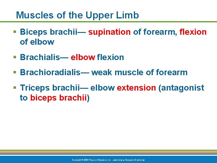 Muscles of the Upper Limb § Biceps brachii— supination of forearm, flexion of elbow