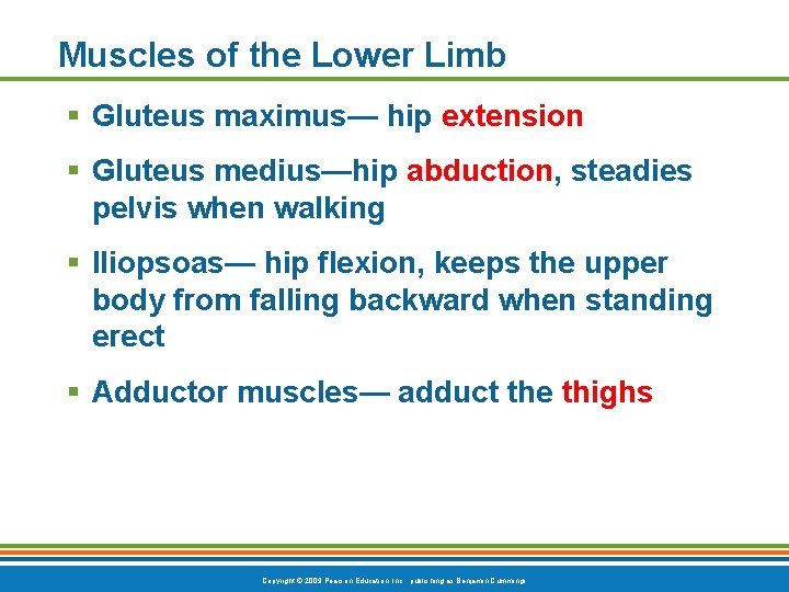 Muscles of the Lower Limb § Gluteus maximus— hip extension § Gluteus medius—hip abduction,