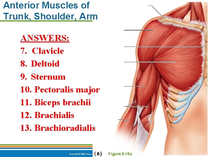 Anterior Muscles of Trunk, Shoulder, Arm ANSWERS: 7. Clavicle 8. Deltoid 9. Sternum 10.