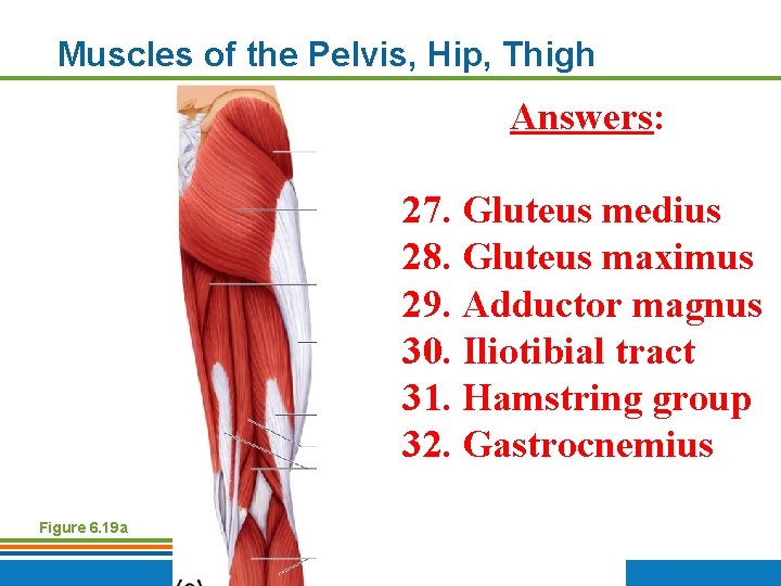 Muscles of the Pelvis, Hip, Thigh Answers: 27. Gluteus medius 28. Gluteus maximus 29.