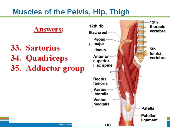 Muscles of the Pelvis, Hip, Thigh Answers: 33. Sartorius 34. Quadriceps 35. Adductor group