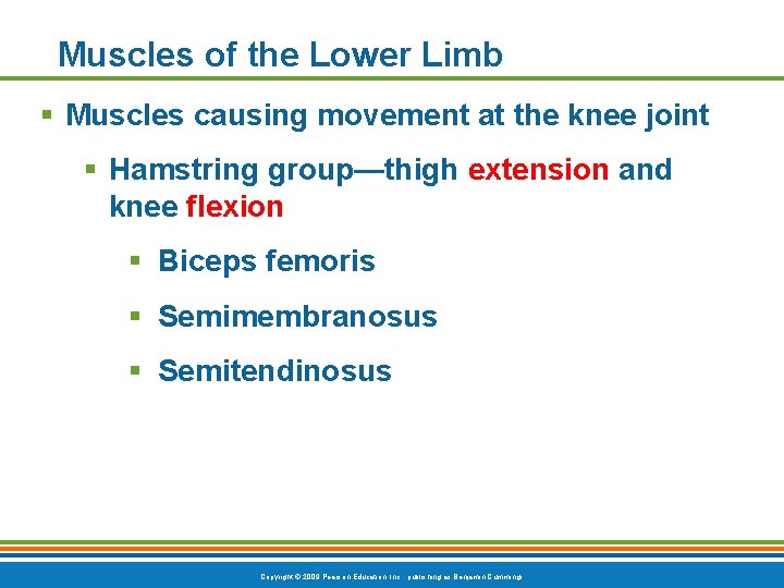 Muscles of the Lower Limb § Muscles causing movement at the knee joint §