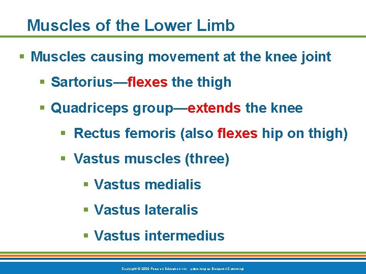 Muscles of the Lower Limb § Muscles causing movement at the knee joint §