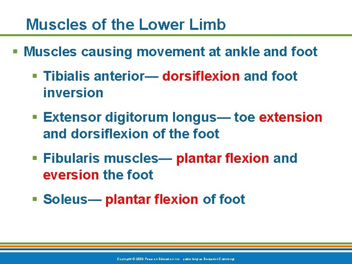 Muscles of the Lower Limb § Muscles causing movement at ankle and foot §
