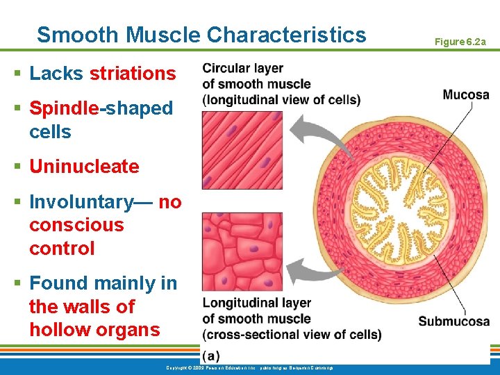 Smooth Muscle Characteristics § Lacks striations § Spindle-shaped cells § Uninucleate § Involuntary— no