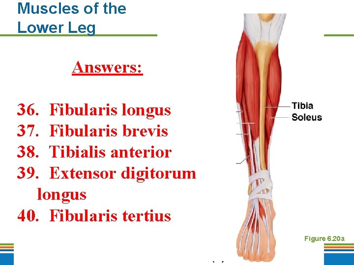 Muscles of the Lower Leg Answers: 36. Fibularis longus 37. Fibularis brevis 38. Tibialis