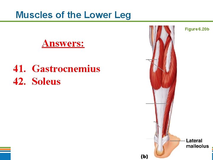 Muscles of the Lower Leg Figure 6. 20 b Answers: 41. Gastrocnemius 42. Soleus