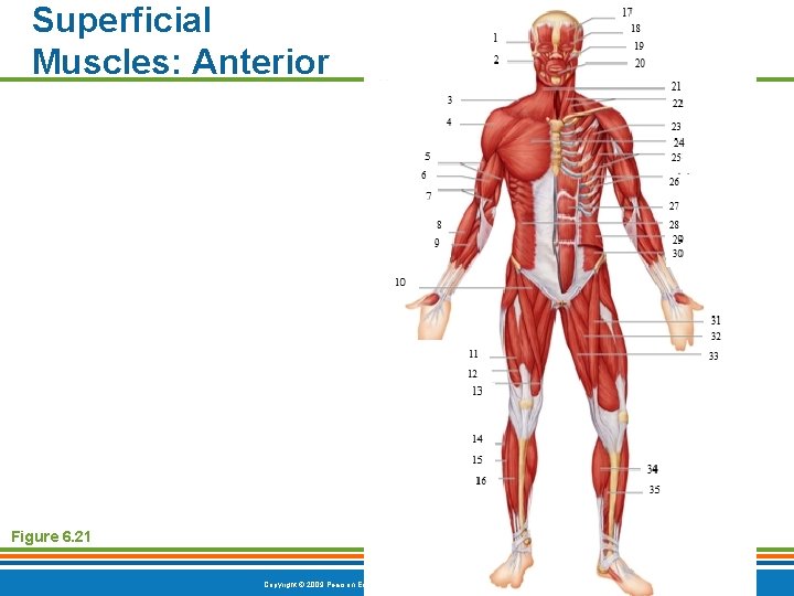 Superficial Muscles: Anterior Figure 6. 21 Copyright © 2009 Pearson Education, Inc. , publishing