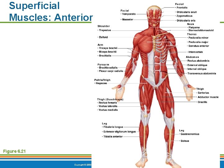 Superficial Muscles: Anterior Figure 6. 21 Copyright © 2009 Pearson Education, Inc. , publishing