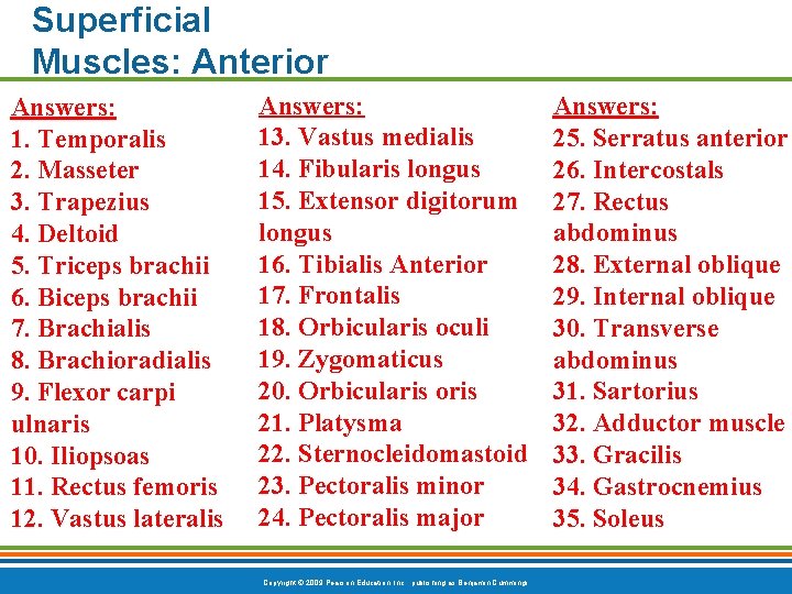 Superficial Muscles: Anterior Answers: 1. Temporalis 2. Masseter 3. Trapezius 4. Deltoid 5. Triceps