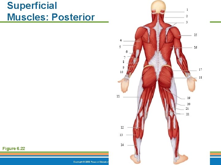 Superficial Muscles: Posterior Figure 6. 22 Copyright © 2009 Pearson Education, Inc. , publishing