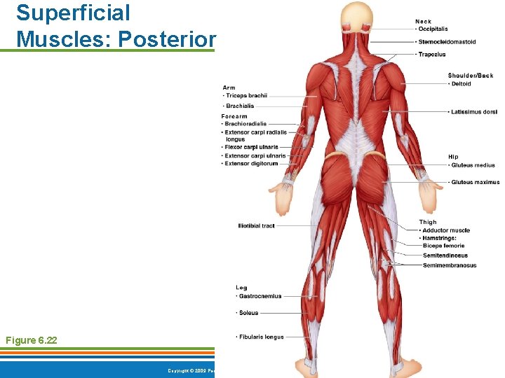 Superficial Muscles: Posterior Figure 6. 22 Copyright © 2009 Pearson Education, Inc. , publishing