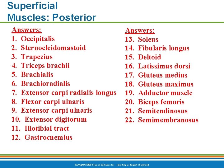 Superficial Muscles: Posterior Answers: 1. Occipitalis 2. Sternocleidomastoid 3. Trapezius 4. Triceps brachii 5.