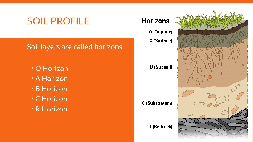 SOIL PROFILE Soil layers are called horizons O Horizon A Horizon B Horizon C