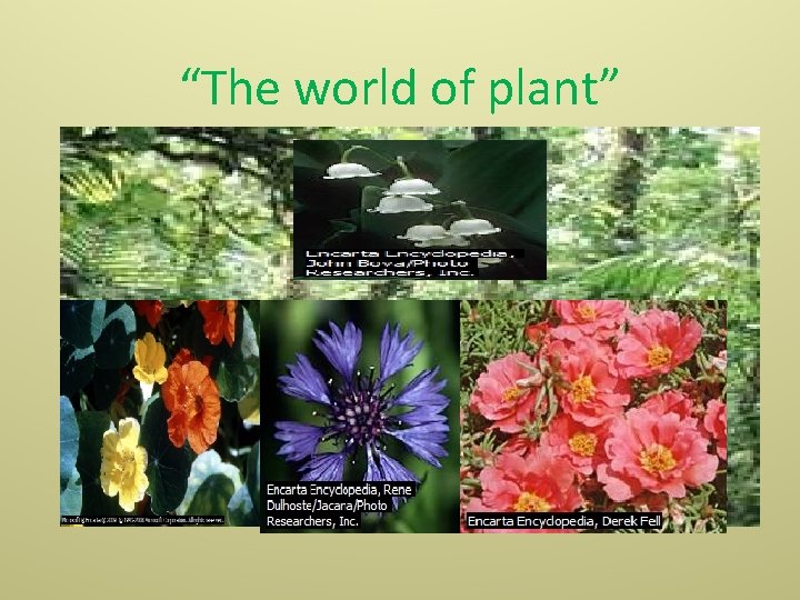 “The world of plant” 
