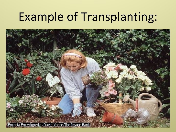 Example of Transplanting: 