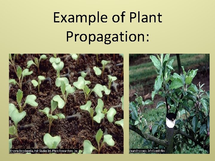Example of Plant Propagation: 