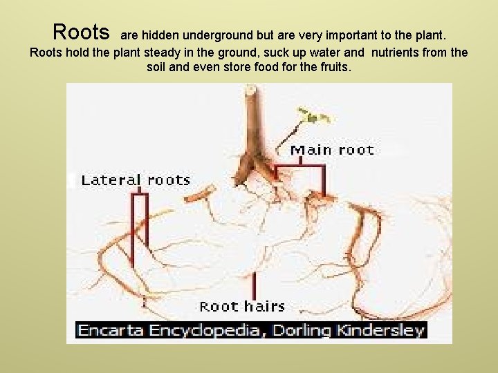 Roots are hidden underground but are very important to the plant. Roots hold the