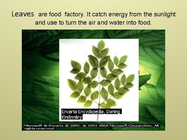 Leaves are food factory. It catch energy from the sunlight and use to turn