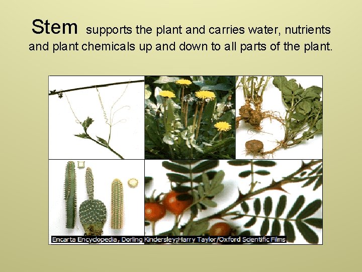 Stem supports the plant and carries water, nutrients and plant chemicals up and down