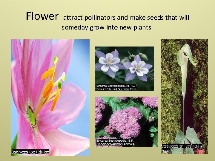 Flower attract pollinators and make seeds that will someday grow into new plants. 