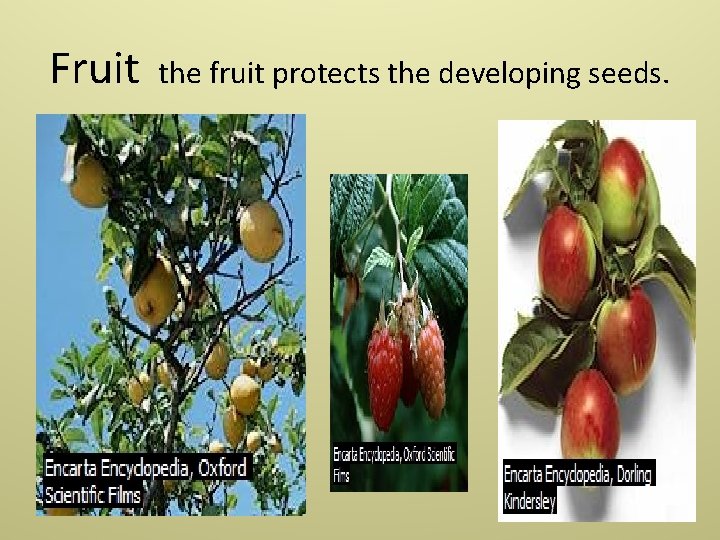 Fruit the fruit protects the developing seeds. 