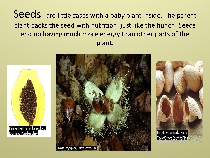 Seeds are little cases with a baby plant inside. The parent plant packs the