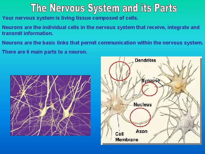 Your nervous system is living tissue composed of