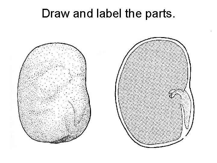 Draw and label the parts. 