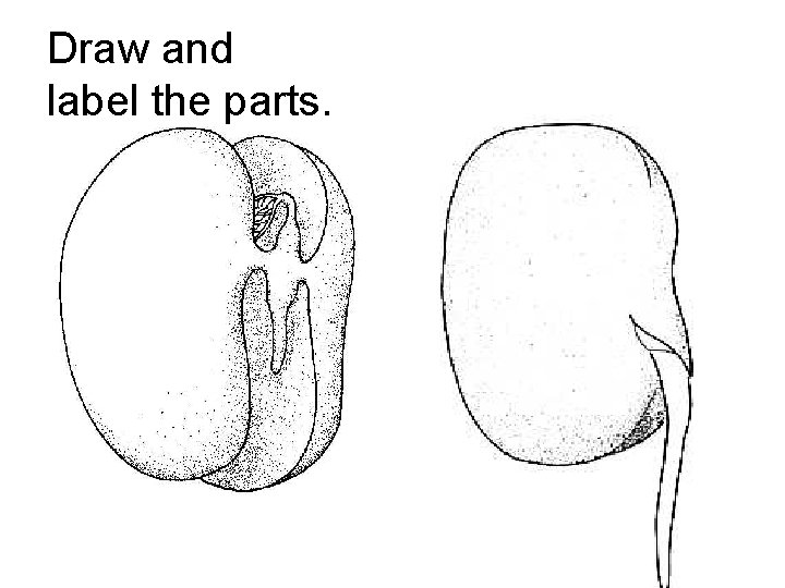 Draw and label the parts. 