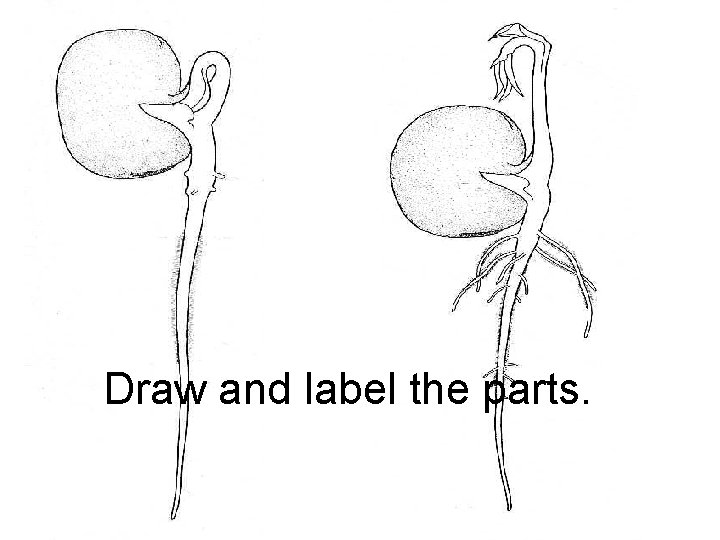 Draw and label the parts. 