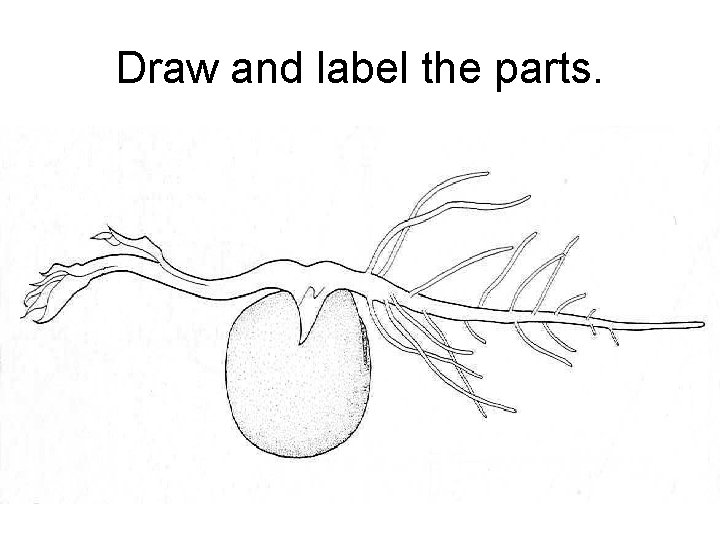 Draw and label the parts. 