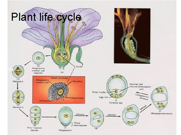 Plant life cycle 