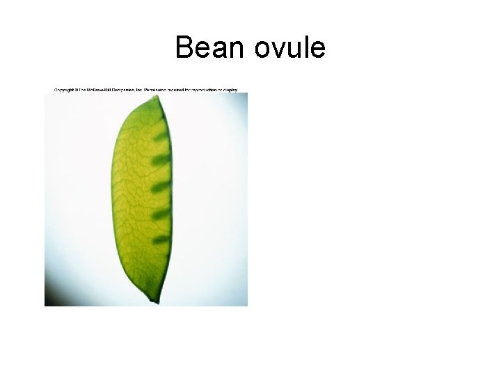 Bean ovule 