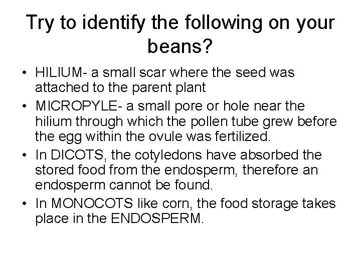 Try to identify the following on your beans? • HILIUM- a small scar where