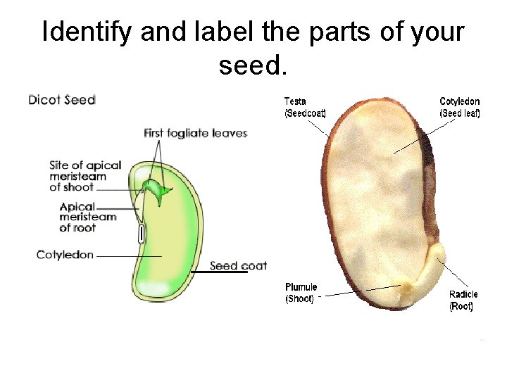 Identify and label the parts of your seed. 