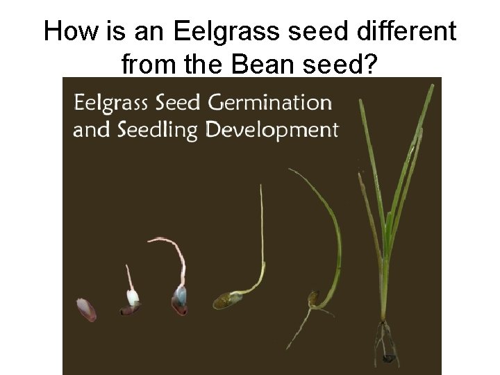 How is an Eelgrass seed different from the Bean seed? 