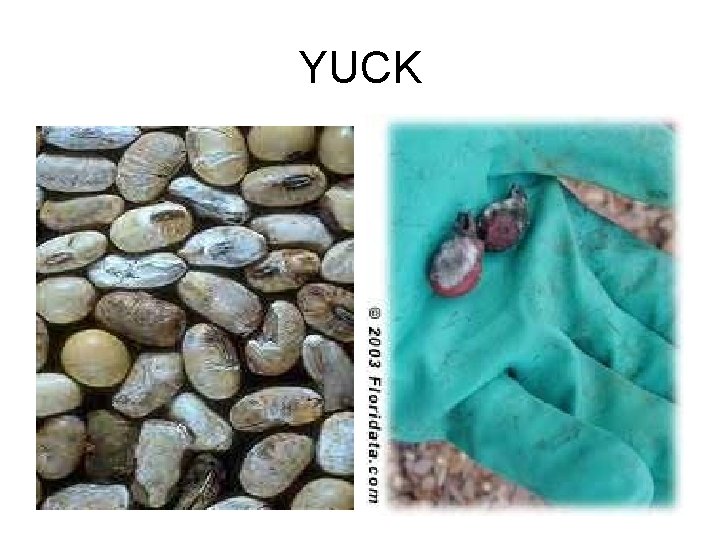YUCK 