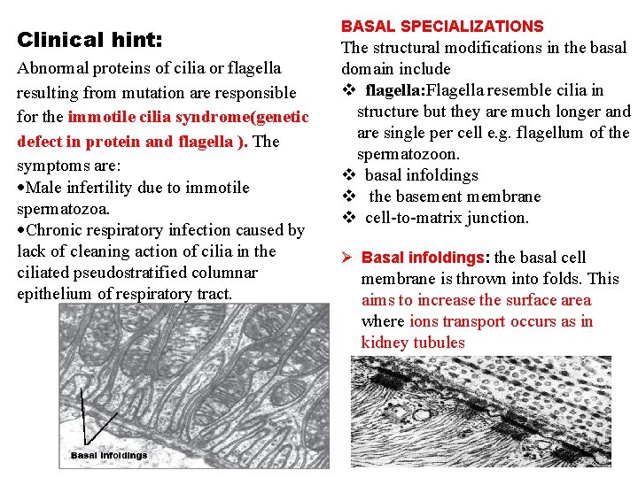 Clinical hint: Abnormal proteins of cilia or flagella resulting from mutation are responsible for