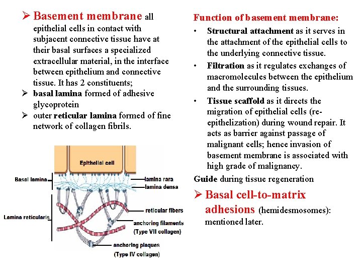 Ø Basement membrane all Function of basement membrane: epithelial cells in contact with subjacent