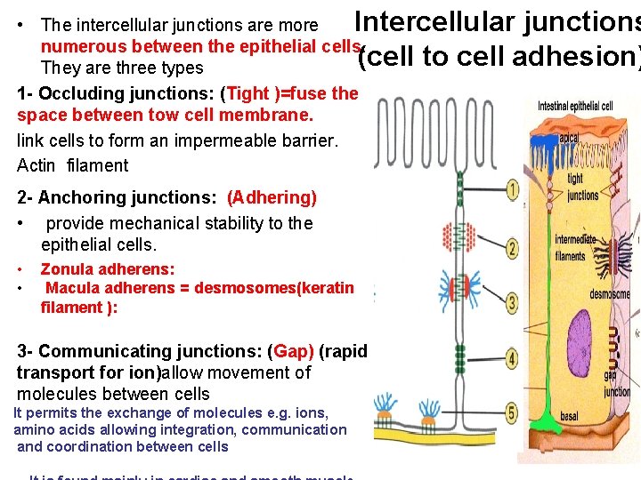  • The intercellular junctions are more Intercellular junctions numerous between the epithelial cells.