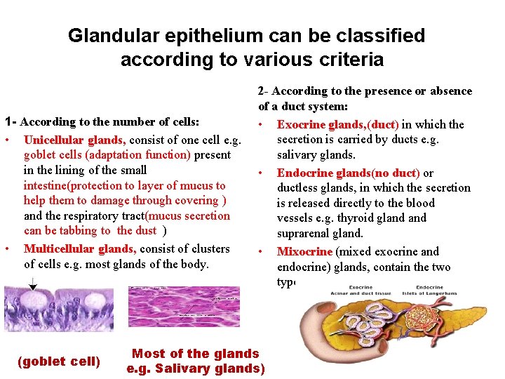 Glandular epithelium can be classified according to various criteria 1 - According to the