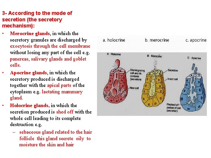 3 - According to the mode of secretion (the secretory mechanism): • Merocrine glands,