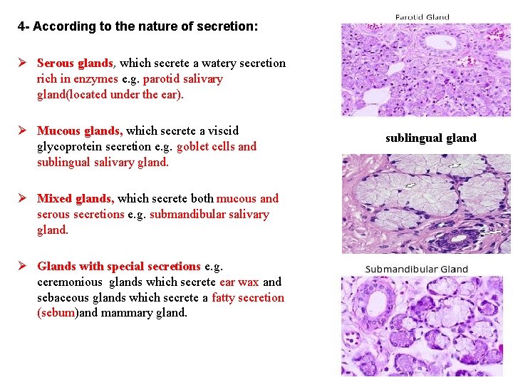 4 - According to the nature of secretion: Ø Serous glands, which secrete a