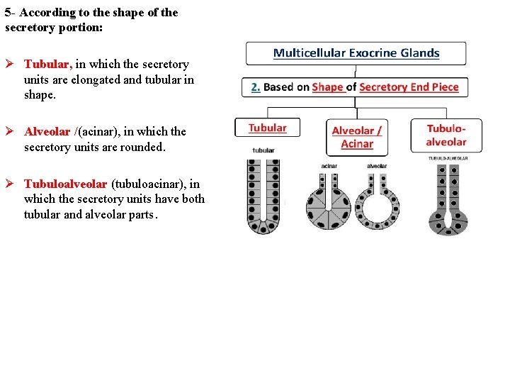 5 - According to the shape of the secretory portion: Ø Tubular, in which